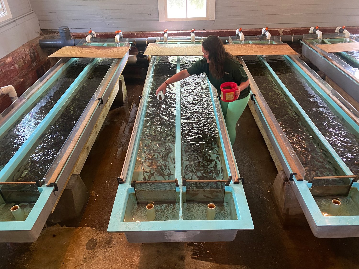The observation deck overlooks the hatchery troughs, where trout have been propagated for over a century.